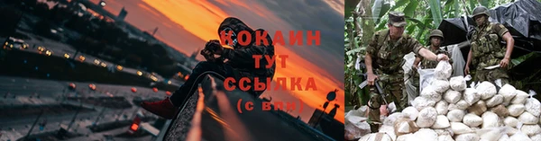 шишки Ельня